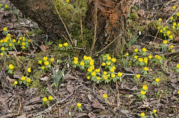 529042 - Winter aconite (Eranthis hyemalis)