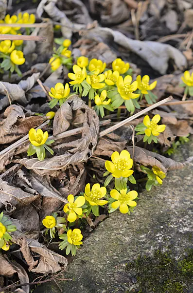 529108 - Winter aconite (Eranthis hyemalis)