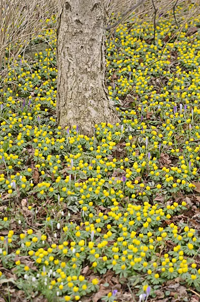 529147 - Winter aconite (Eranthis hyemalis)