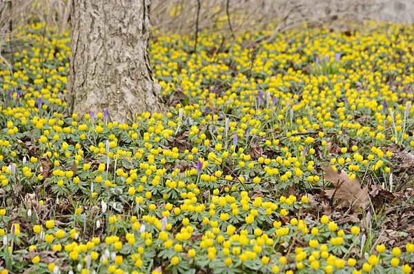 529148 - Winter aconite (Eranthis hyemalis)