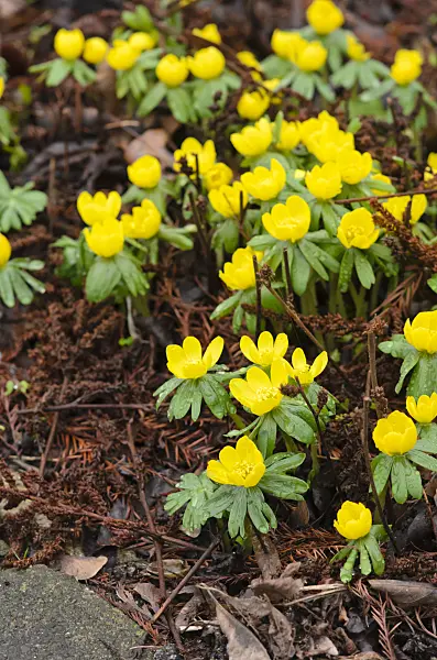 553018 - Winter aconite (Eranthis hyemalis)