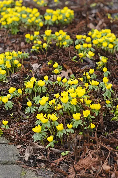 553019 - Winter aconite (Eranthis hyemalis)