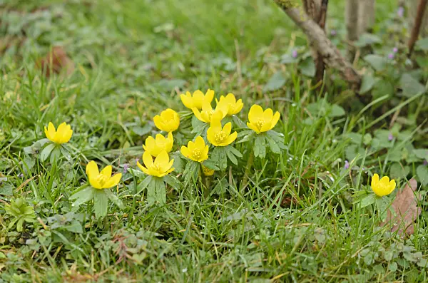 553020 - Winter aconite (Eranthis hyemalis)