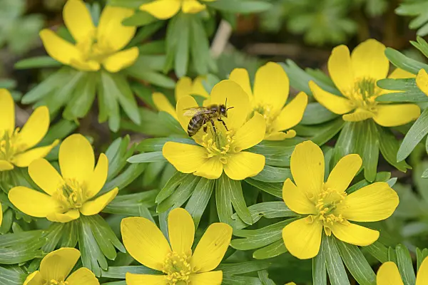 558098 - Winter aconite (Eranthis hyemalis)