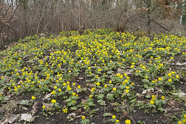 566086 - Winter aconite (Eranthis hyemalis)