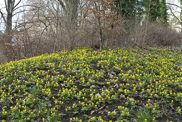 566092 - Winter aconite (Eranthis hyemalis)