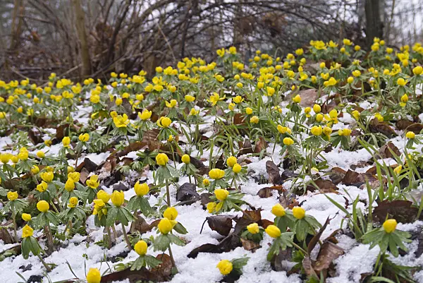 601001 - Winter aconite (Eranthis hyemalis)