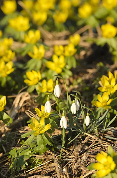 506007 - Winter aconite (Eranthis hyemalis) and common snowdrop (Galanthus nivalis)