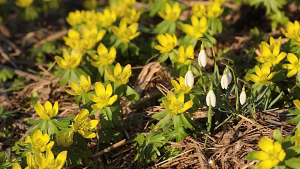 506020 - Winter aconite (Eranthis hyemalis) and common snowdrop (Galanthus nivalis)