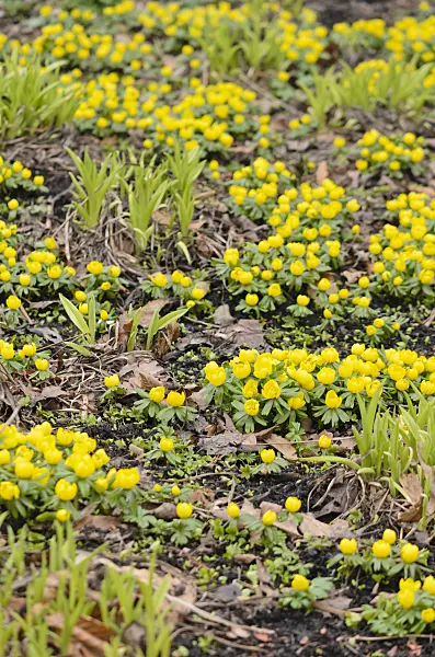 529134 - Winter aconite (Eranthis hyemalis) and day lily (Hemerocallis)