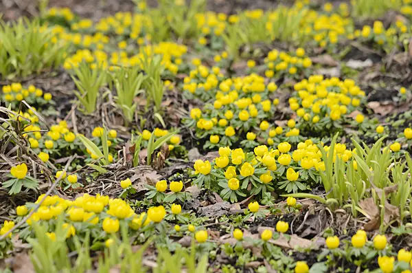 529135 - Winter aconite (Eranthis hyemalis) and day lily (Hemerocallis)