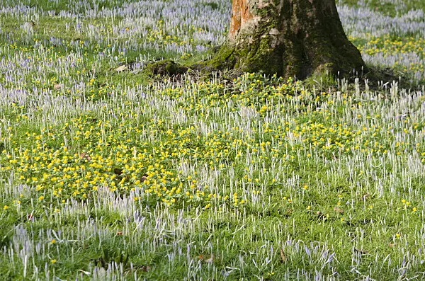 553065 - Winter aconites (Eranthis hyemalis) and crocuses (Crocus)