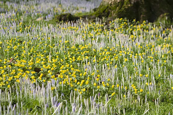 553066 - Winter aconites (Eranthis hyemalis) and crocuses (Crocus)