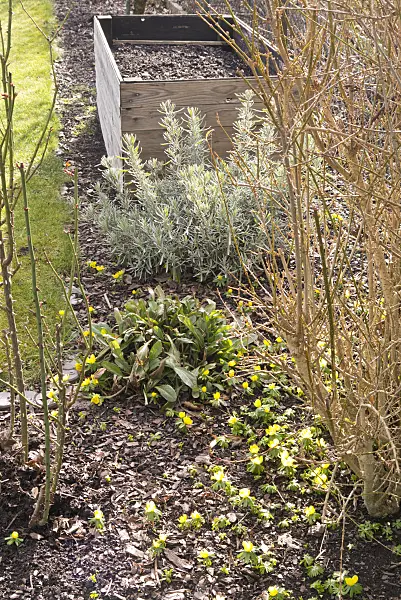 578033 - Winter aconites (Eranthis hyemalis) in a garden with a raised bed