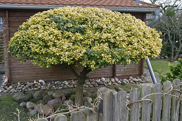 540002 - Winter creeper (Euonymus fortunei)