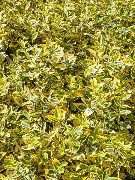 426306 - Winter creeper (Euonymus fortunei 'Aurea')