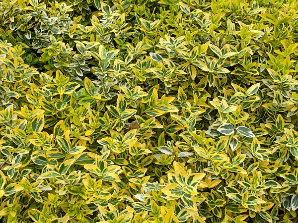 460119 - Winter creeper (Euonymus fortunei 'Aurea')