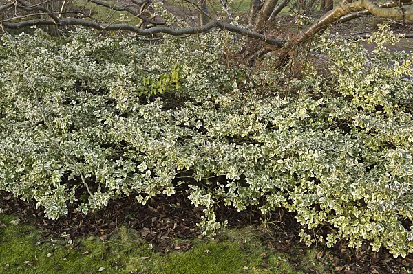 517033 - Winter creeper (Euonymus fortunei 'Aurea')