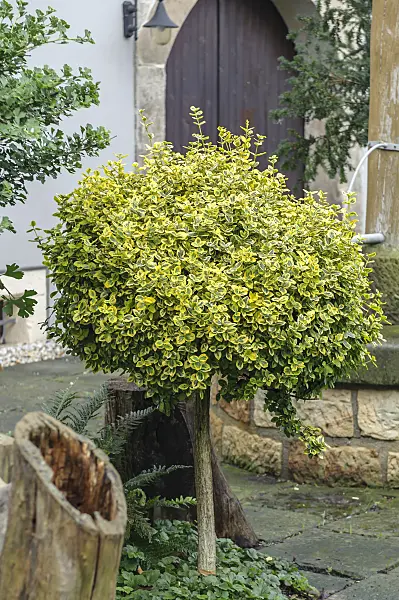 575097 - Winter creeper (Euonymus fortunei 'Emerald'n Gold')