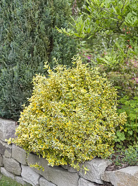 651249 - Winter creeper (Euonymus fortunei 'Emerald'n Gold')