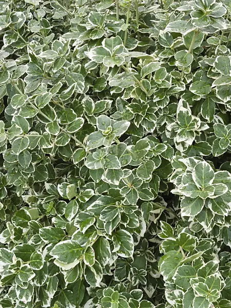 418046 - Winter creeper (Euonymus fortunei var. radicans 'Emerald Gaiety')