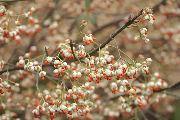 535404 - Winter creeper (Euonymus fortunei 'Vegetus')