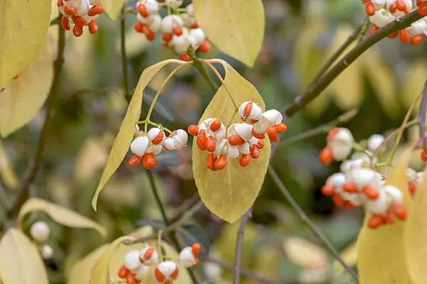575098 - Winter creeper (Euonymus fortunei 'Vegetus')