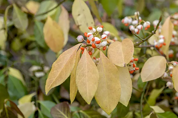 575099 - Winter creeper (Euonymus fortunei 'Vegetus')