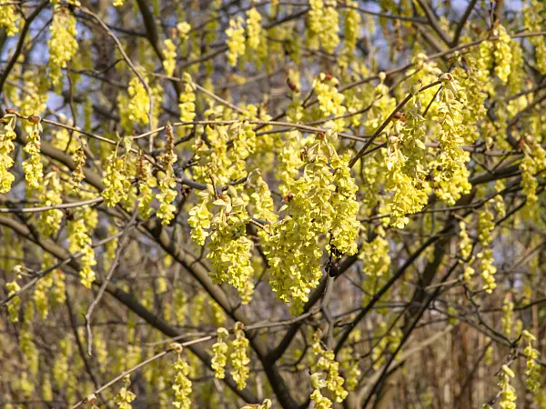 447037 - Winter hazel (Corylopsis glandulifera var. hypoglauca)