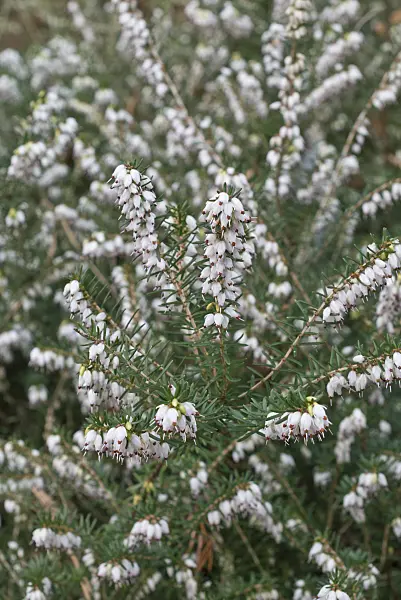 554010 - Winter heath (Erica x darleyensis 'Silberschmelze')