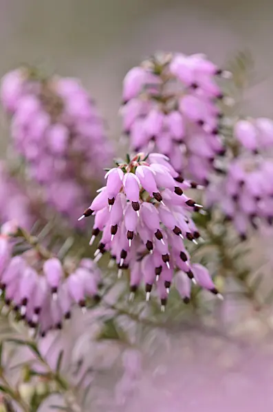 529060 - Winter heather (Erica carnea 'December Red' syn. Erica herbacea 'December Red')