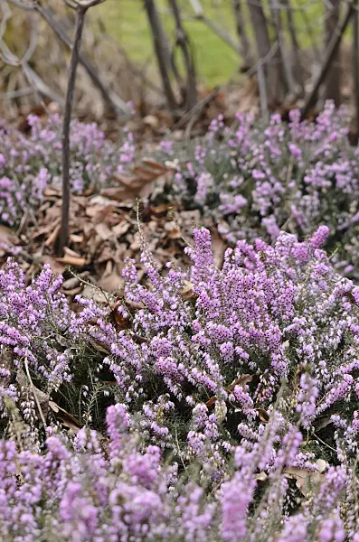 529061 - Winter heather (Erica carnea 'December Red' syn. Erica herbacea 'December Red')