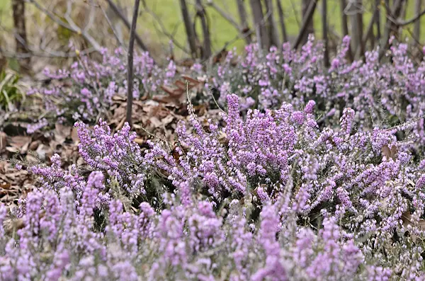 529062 - Winter heather (Erica carnea 'December Red' syn. Erica herbacea 'December Red')