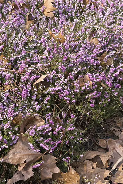 554015 - Winter heather (Erica carnea 'December Red' syn. Erica herbacea 'December Red')