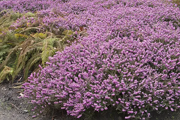 566089 - Winter heather (Erica carnea 'December Red' syn. Erica herbacea 'December Red')