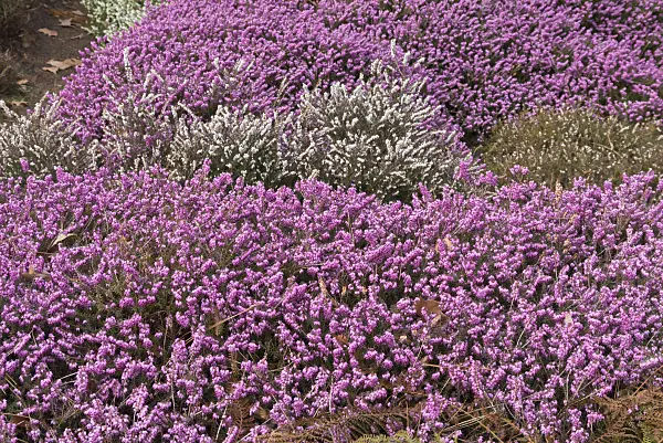 566090 - Winter heather (Erica carnea 'December Red' syn. Erica herbacea 'December Red') and winter heath (Erica x darleyensis 'Silberschmelze')