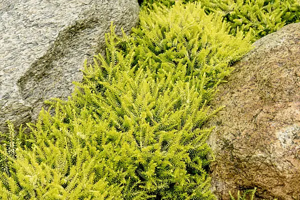 558099 - Winter heather (Erica carnea 'Golden Starlet' syn. Erica herbacea 'Golden Starlet')