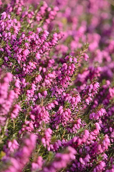 519070 - Winter heather (Erica carnea 'Myretoun Ruby' syn. Erica herbacea 'Myretoun Ruby')