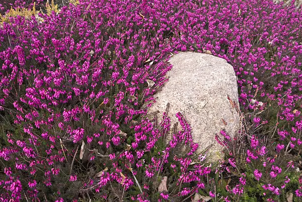 601010 - Winter heather (Erica carnea 'Natalie' syn. Erica herbacea 'Natalie')
