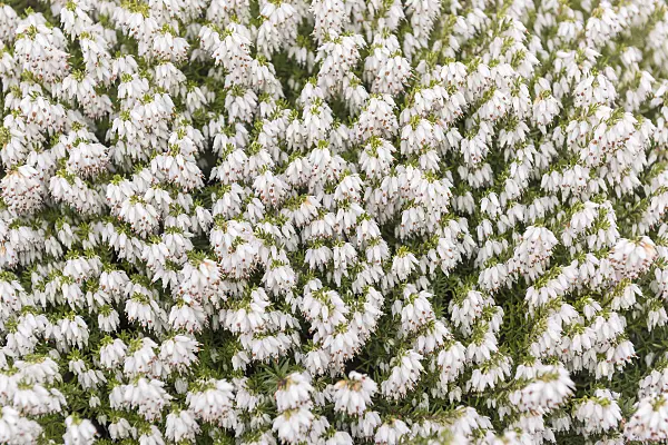 616205 - Winter heather (Erica carnea 'Snow Queen' syn. Erica herbacea 'Snow Queen')