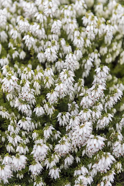616206 - Winter heather (Erica carnea 'Snow Queen' syn. Erica herbacea 'Snow Queen')