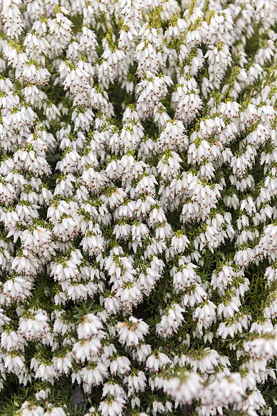 616207 - Winter heather (Erica carnea 'Snow Queen' syn. Erica herbacea 'Snow Queen')