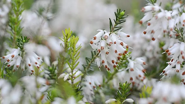 495024 - Winter heather (Erica carnea 'Springwood White' syn. Erica herbacea 'Springwood White')
