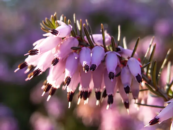 423009 - Winter heather (Erica carnea syn. Erica herbacea)