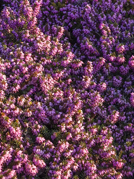 423021 - Winter heather (Erica carnea syn. Erica herbacea)