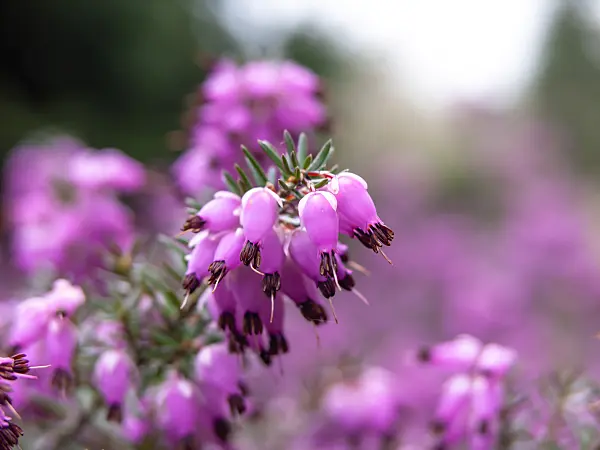 436217 - Winter heather (Erica carnea syn. Erica herbacea)