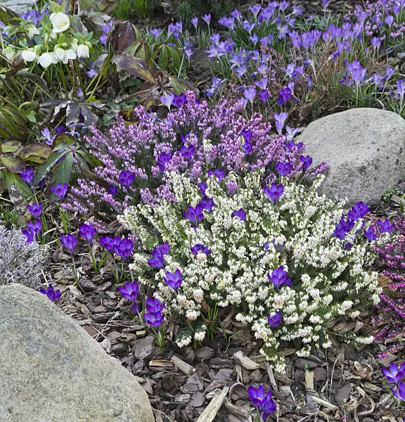 542009 - Winter heather (Erica carnea syn. Erica herbacea) and crocuses (Crocus)