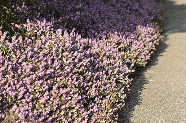 529096 - Winter heather (Erica carnea 'Winter Beauty' syn. Erica herbacea 'Winter Beauty')