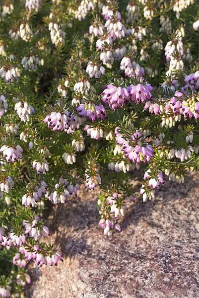 551006 - Winter heather (Erica carnea 'Winter Beauty' syn. Erica herbacea 'Winter Beauty')
