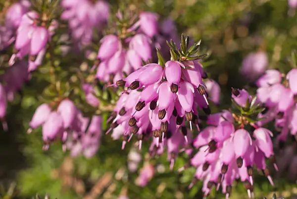 578031 - Winter heather (Erica carnea 'Winter Beauty' syn. Erica herbacea 'Winter Beauty')